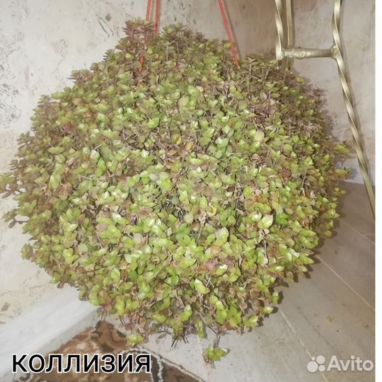 Ипомея батат, лизимахия, плетрантус