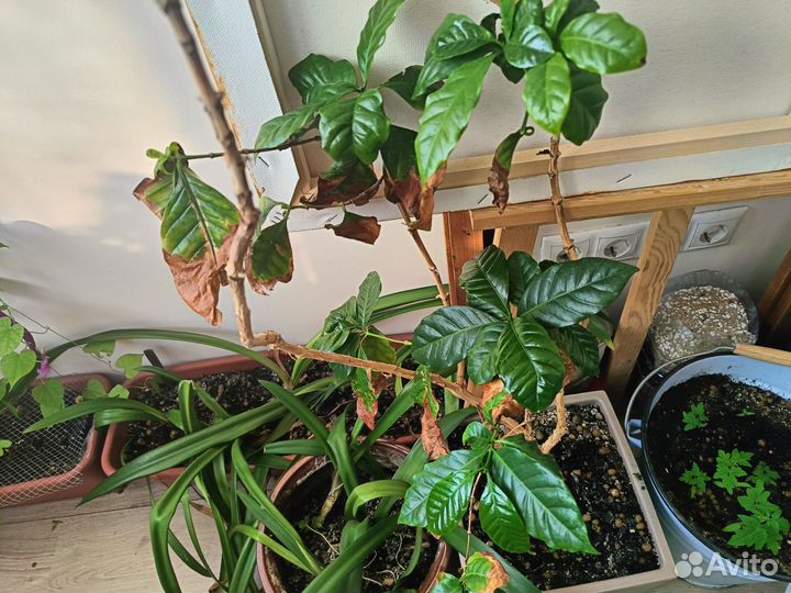 Кофе арабика комнатное растение