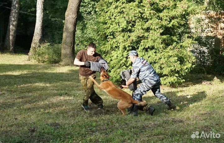 Дрессировка собак/кинолог/фигурант