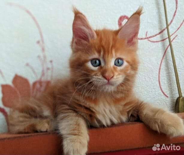 Котята мейн-кун