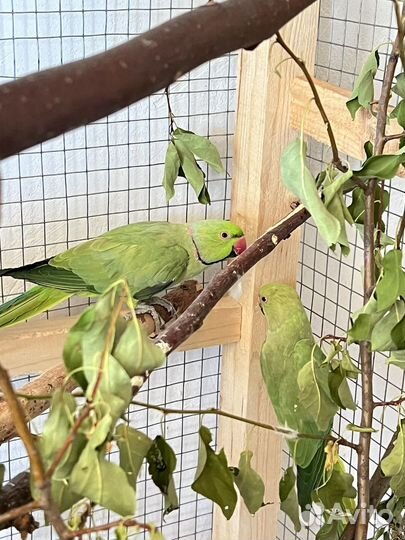 Попугаи ожереловые