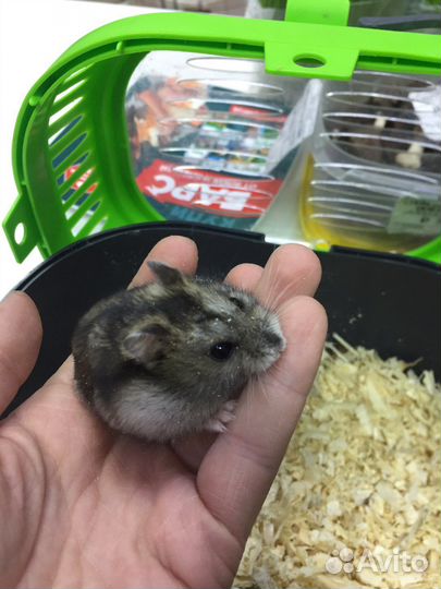 Джунгарский хомяк стандарт