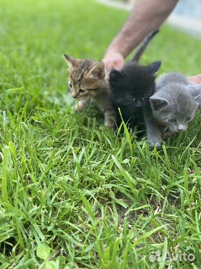 Отдам котят в добрые руки