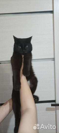 Котик в добрые руки