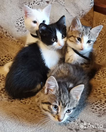 Котята в добрые руки бесплатно