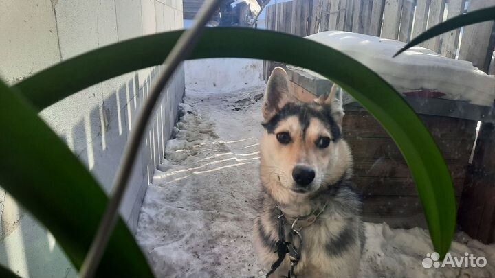 Собака в добрые руки отдам бесплатно