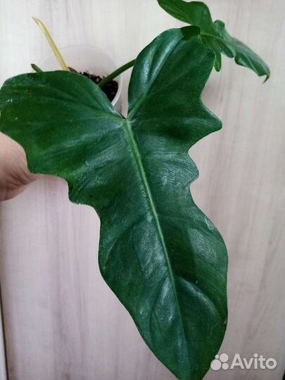 Монстера, филодендрон Plowmanii и др