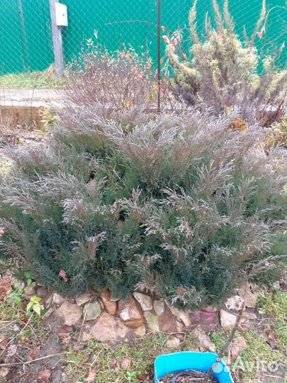 Можжевельник