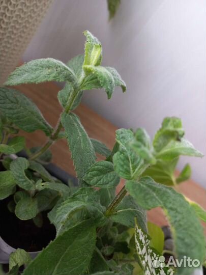 Мята яблочная, курчавая, чабрец, мята шоколадная