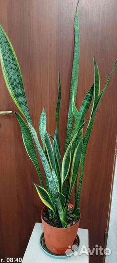 Сансевиерия