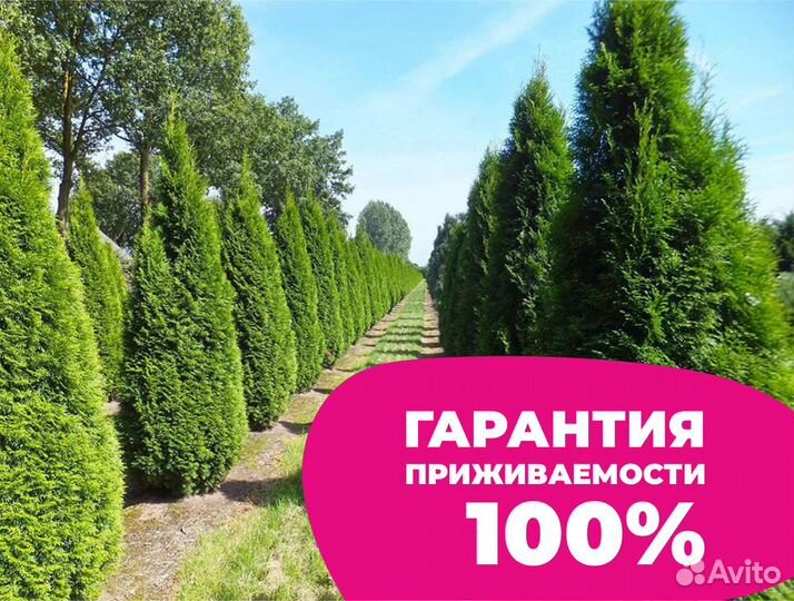 Туя брабант