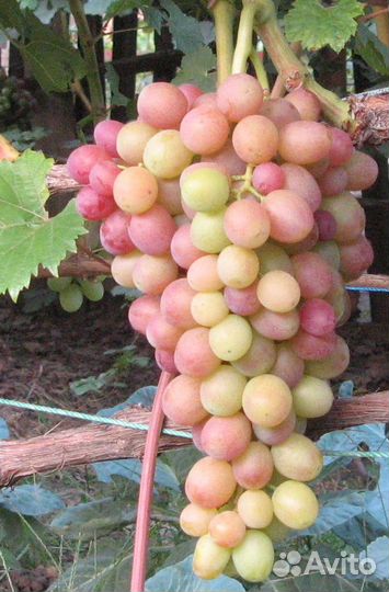 Элитные черенки винограда