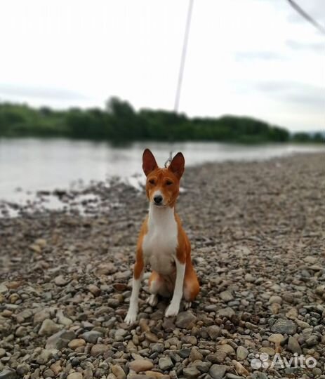 Щенки басенджи