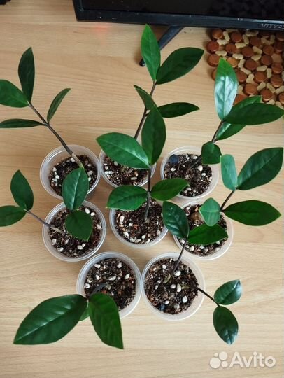 Замиокулькас