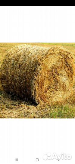 Солома пшеничная, ячмённая, овсянная,2023