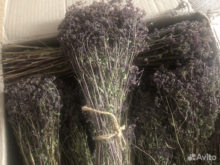 Трава для чая душица