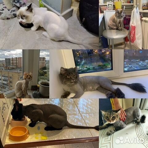 Стрижка кошек/собак. Грумер с выездом. Груминг