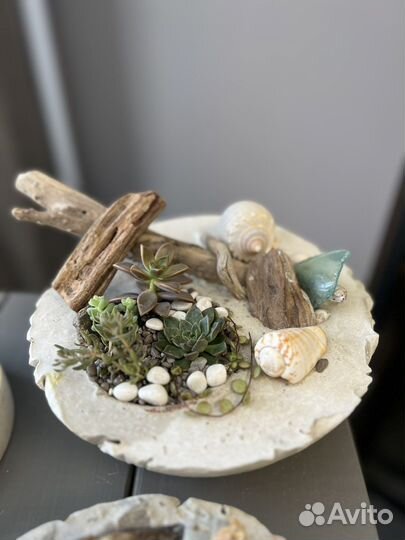 Флорариум суккуленты