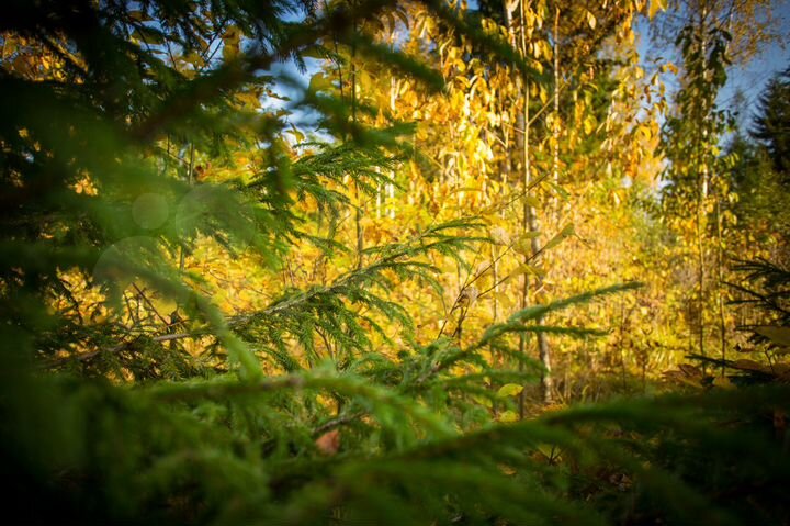 Участок 18 сот. (ИЖС)