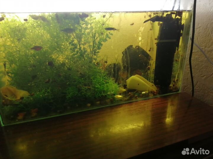 Аквариум с рыбками