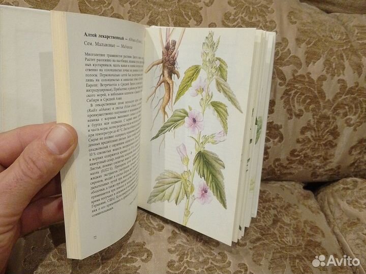 Лекарственные растения