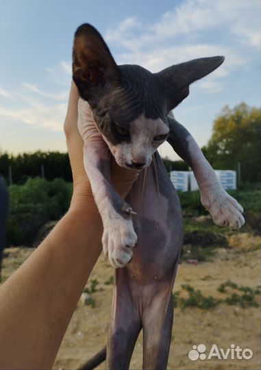 Канадский сфинкс котенок