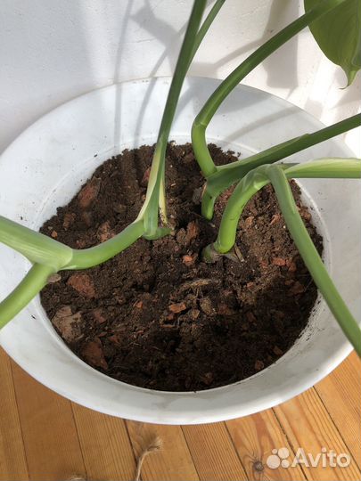 Монстера растение