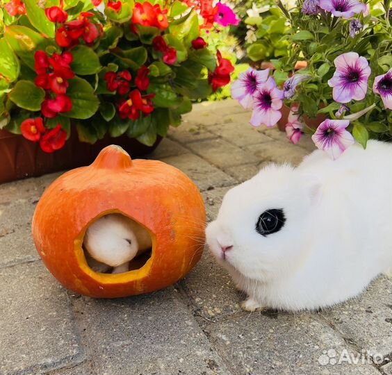 Карликовый кролик