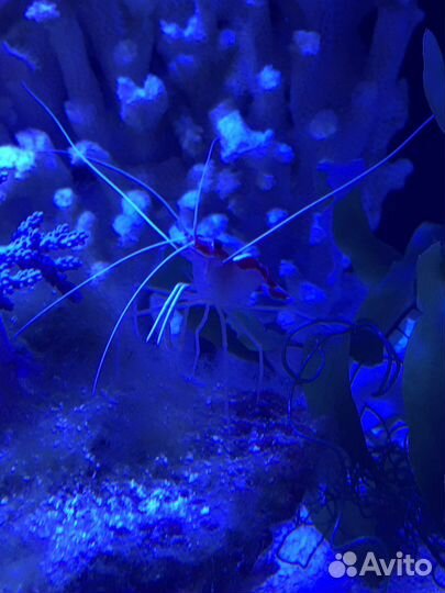 Морской аквариум