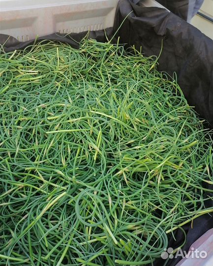 Чесночные стрелки