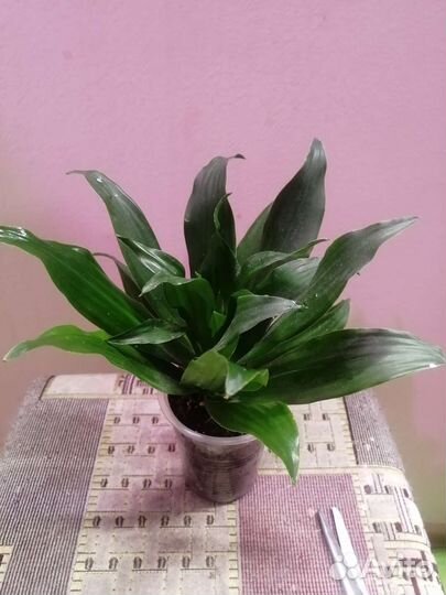 Цветные разные