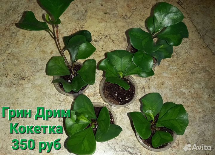 Фикусы сортовые разные