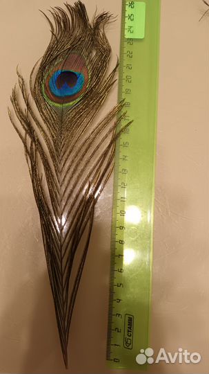 Перо павлина 25 см