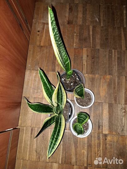 Сансевиерия Футура