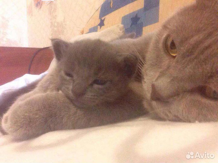 Котёнок британский