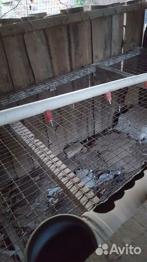 Поилки для птиц