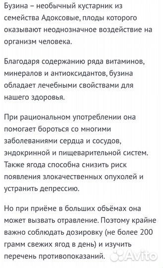 Бузина черная