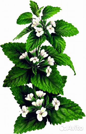 Лечебные травы