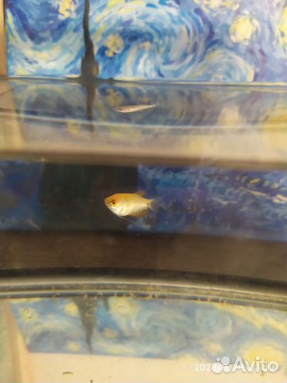 Аквариум 7 литров с гурами