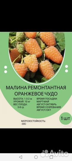 Малина ремонтантная
