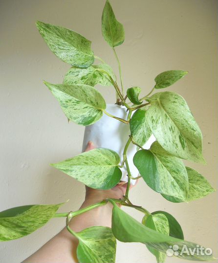 Сциндапсусы эпики филы монстера обмен/продажа