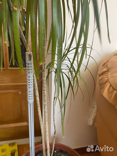 Пальма драцена