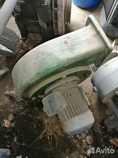 Улитки пылевые