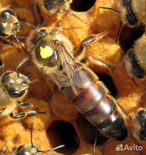 Пчеломатка