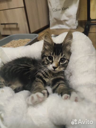 Котенок бесплатно