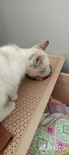 Найдена кошка