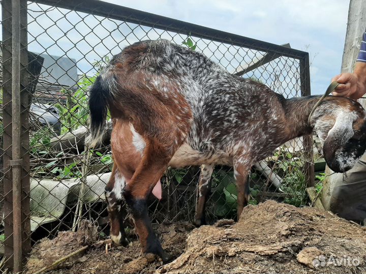 Коза и козлята