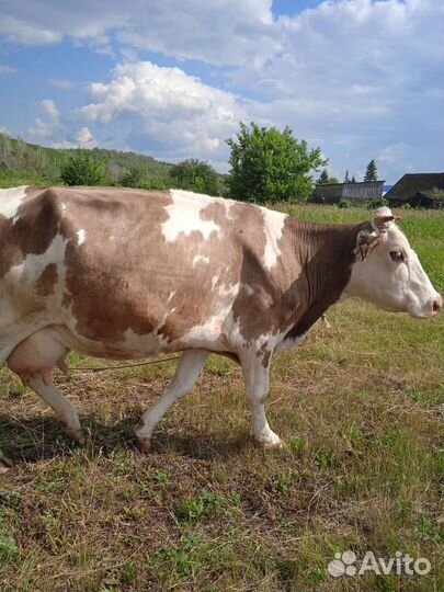 Корова дойная