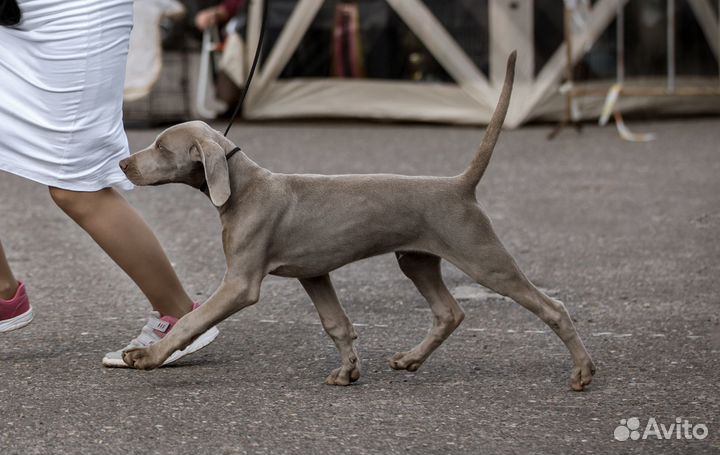 Веймаранер. Кобель шоу класс