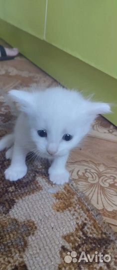 Ангорские котята